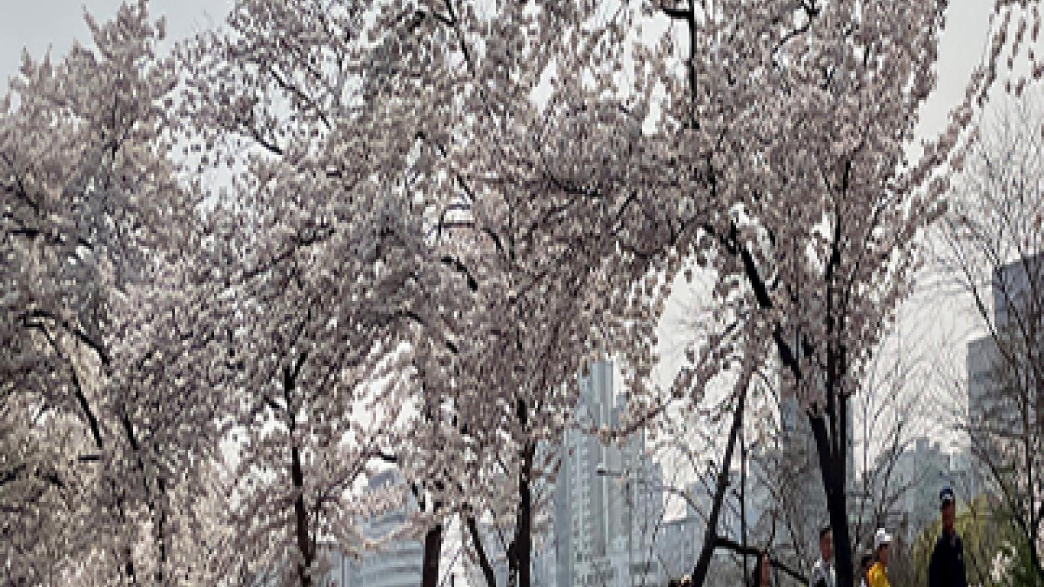 Cherry Blossoms in Korea